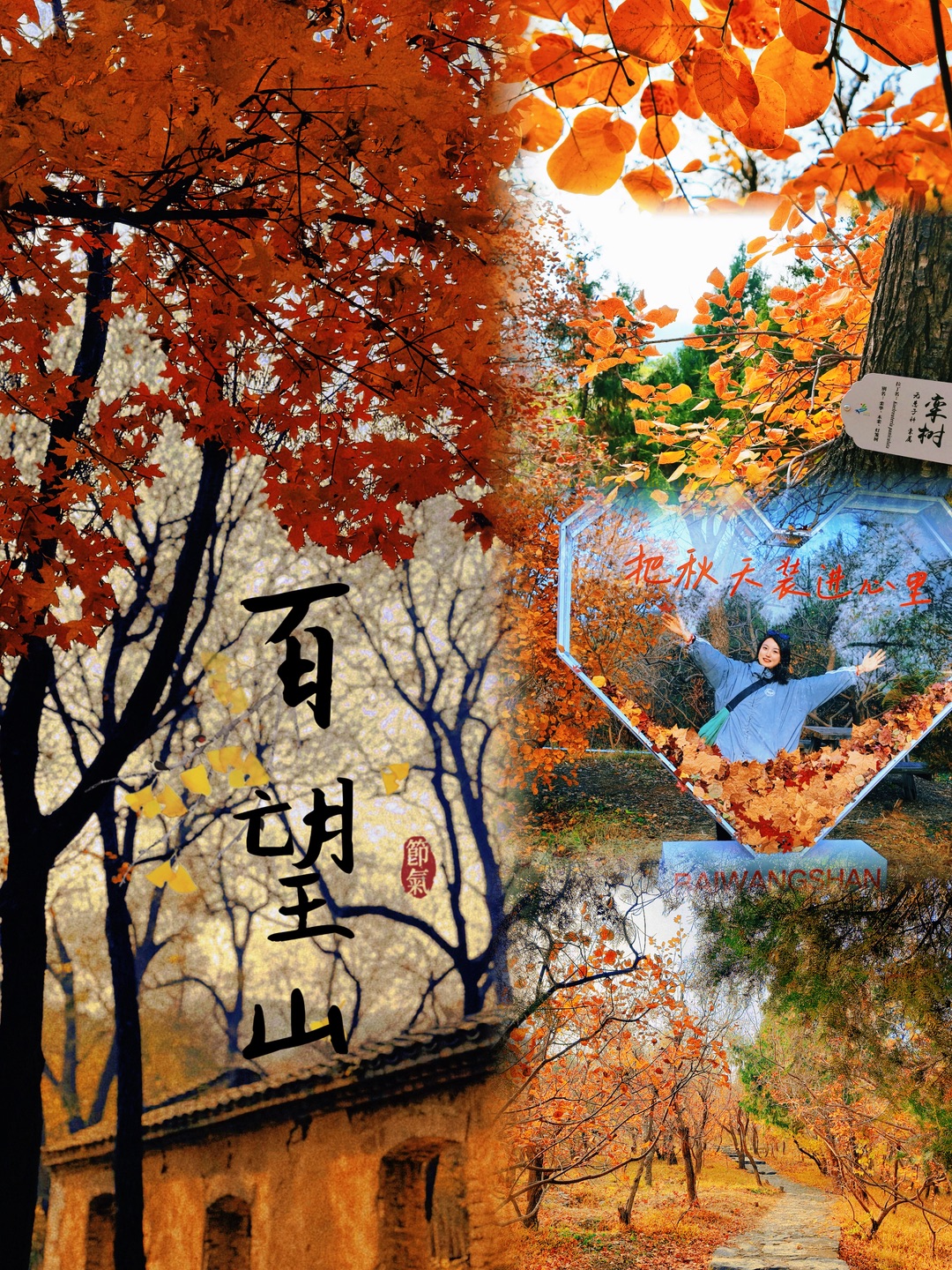 百望山 | 6元解锁北京小众赏秋秘境