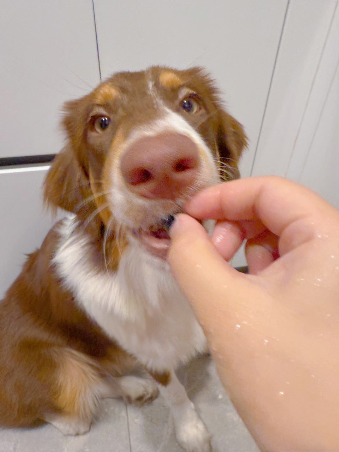 谁家的小馋狗🤤