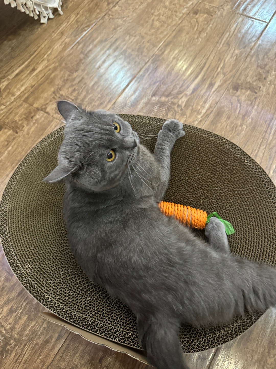 我家喵的猫抓板～