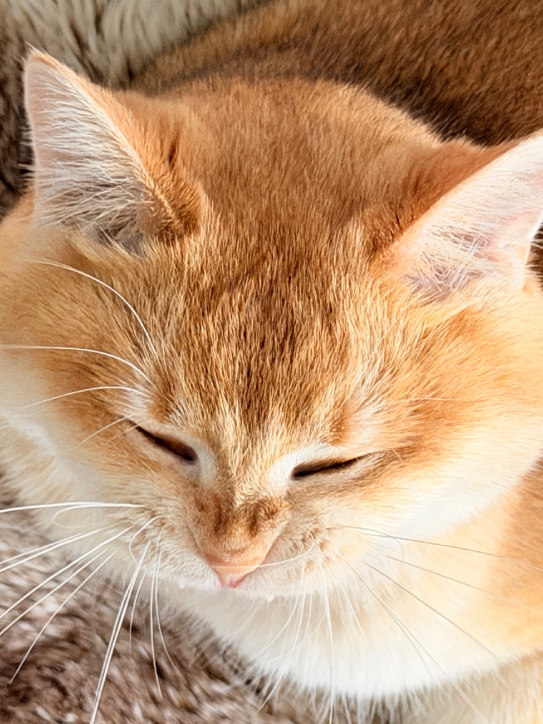 打哈欠🥱嘛，麻麻说我又成了眯眯眼