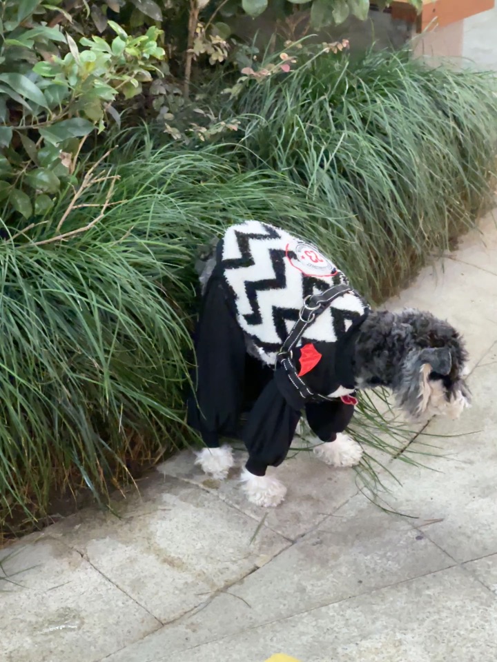 啊这个狗怎么回事啊