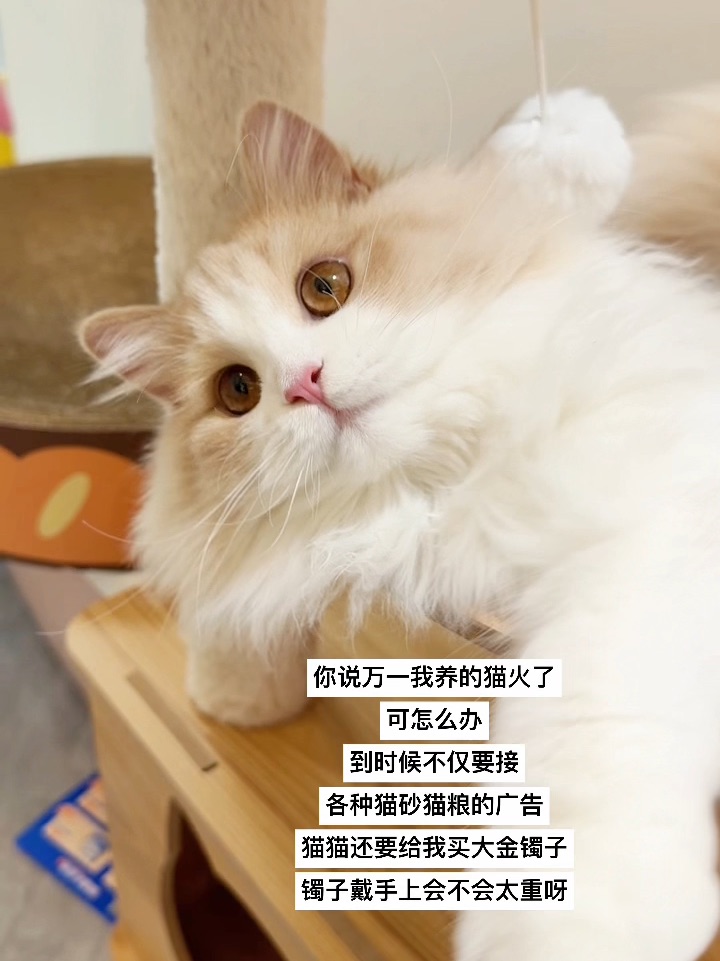 我的猫有一天火了可怎么办呀