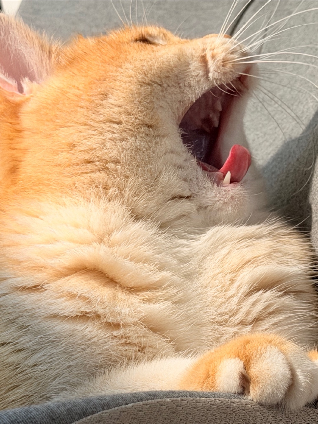 虎虎发威！啊呜！