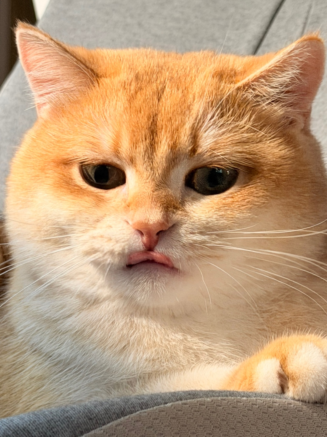 居然忘记收回我的舌头👅