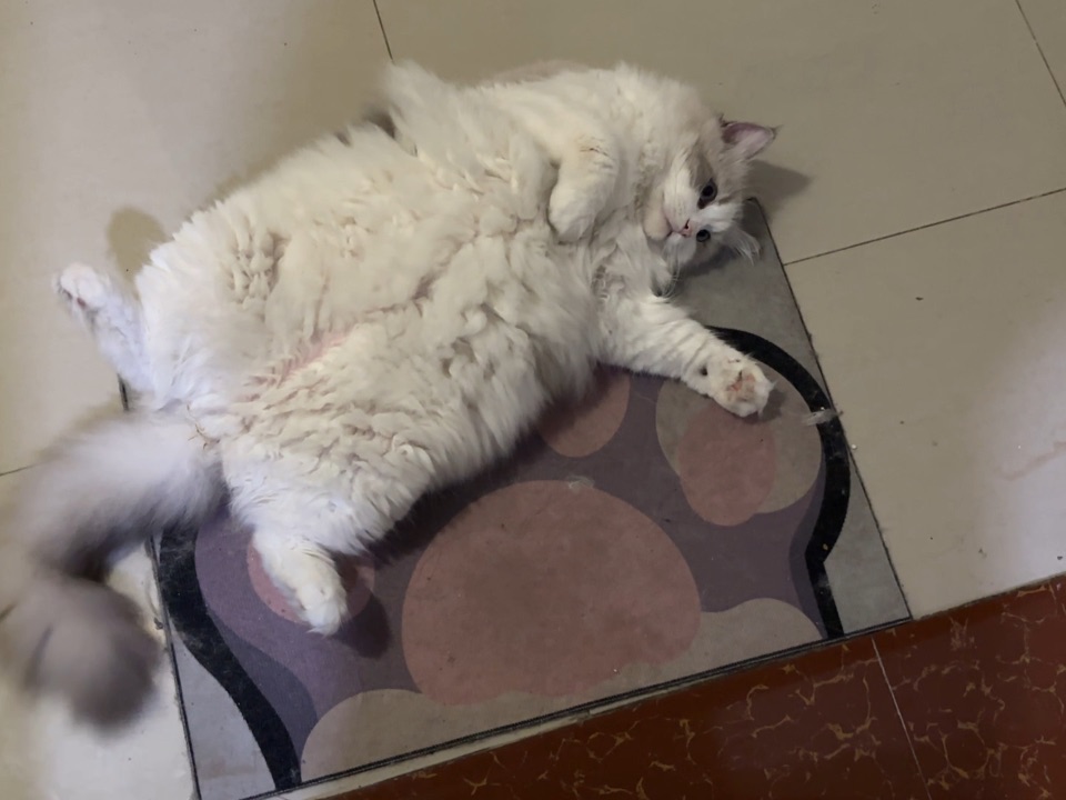 不是天使也不是恶魔