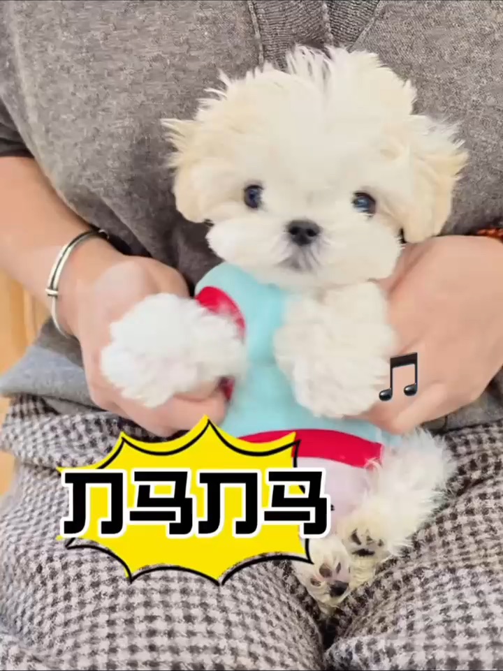 🐶我家修狗会跳“刀马刀马”了，速来围观～