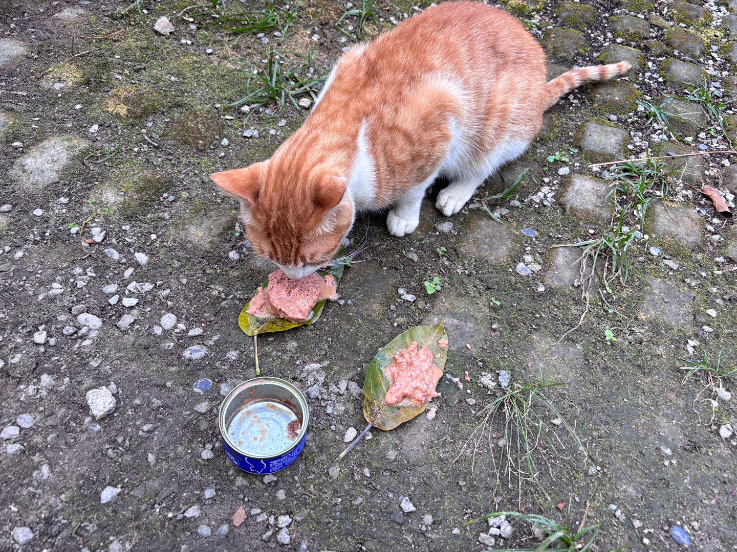 又碰到一只小咪14