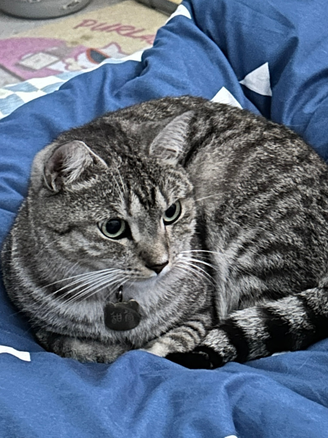 11.14 喵喵喵喵哦