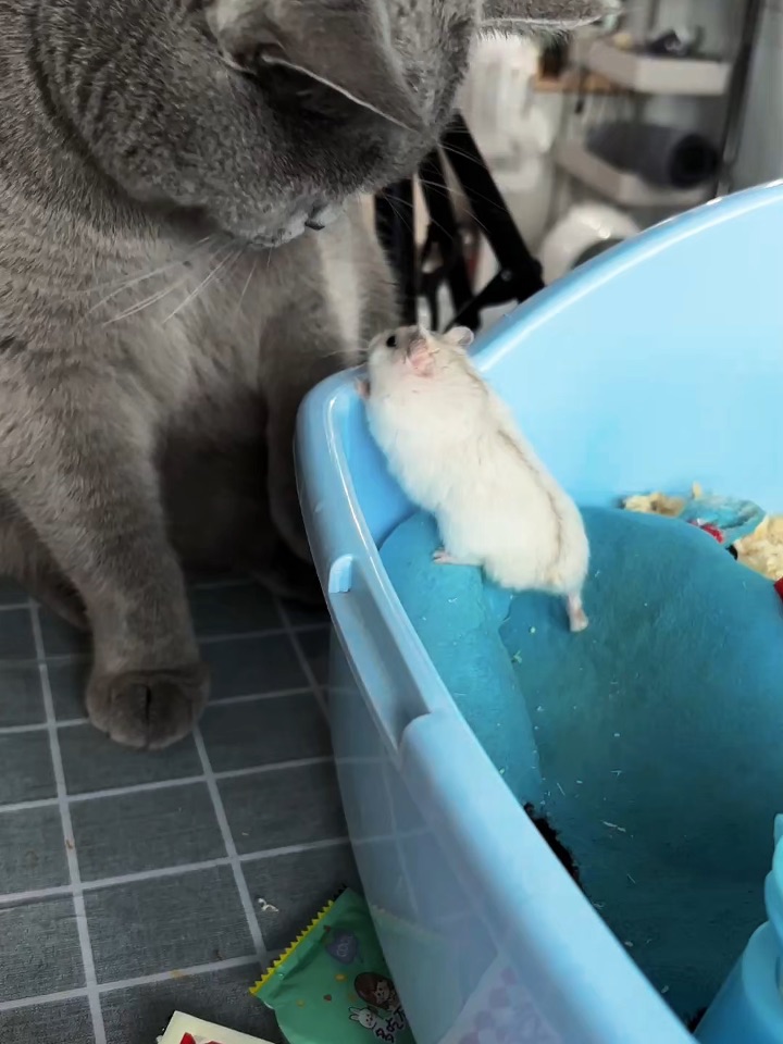 来自鼠鼠的反击