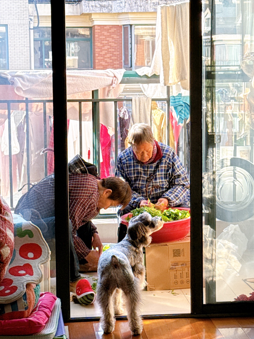 专属于小狗的幸福瞬间