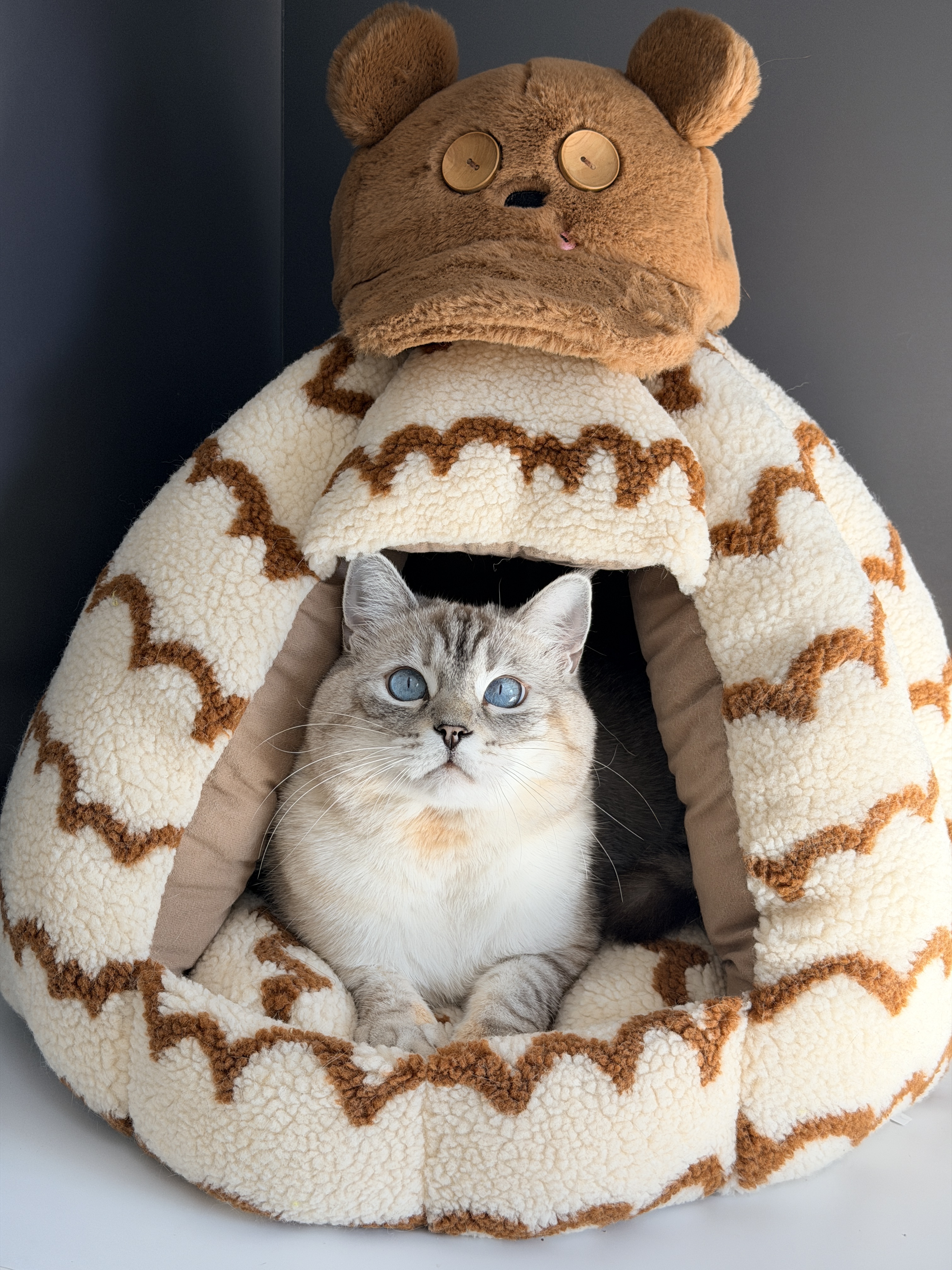 谁懂  发现小猫在窝里这种大气不敢喘的感觉