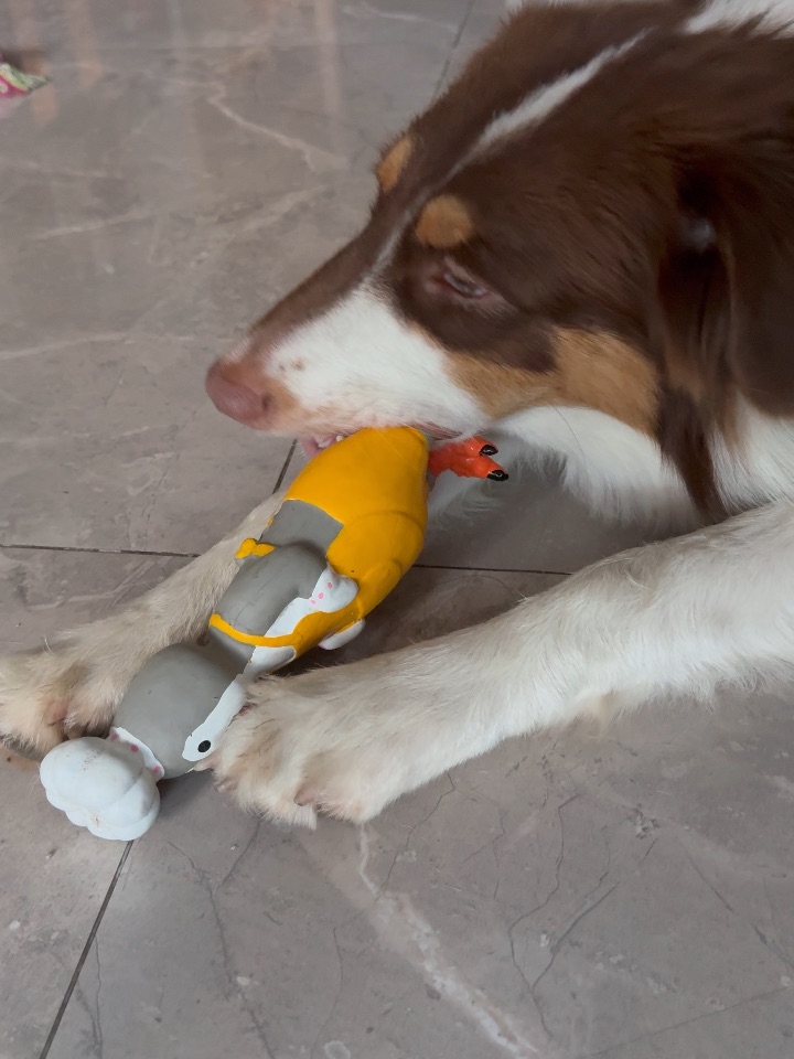 沉浸式啃鸡脚🐔