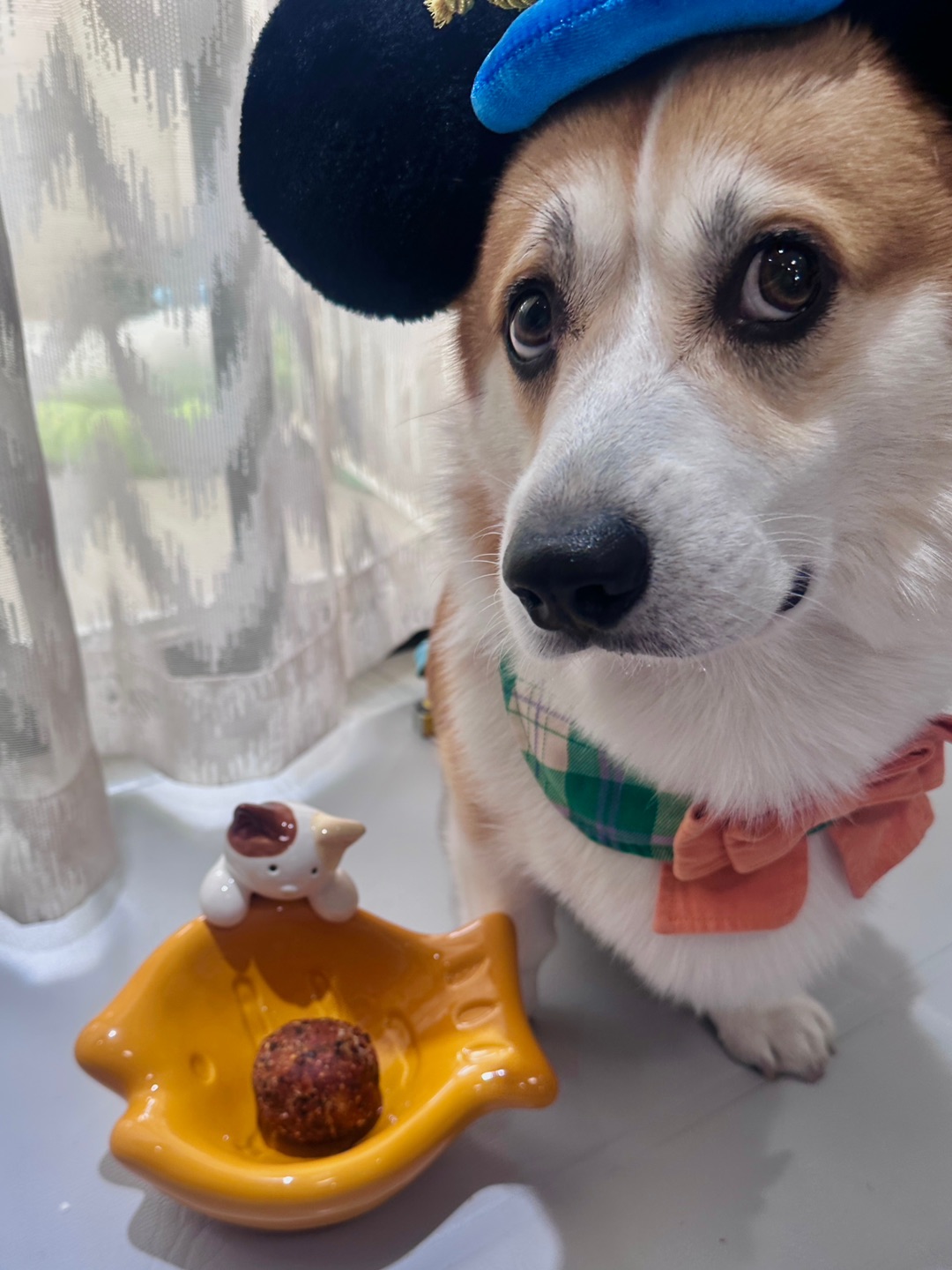 🐶：能吃了吗？👀