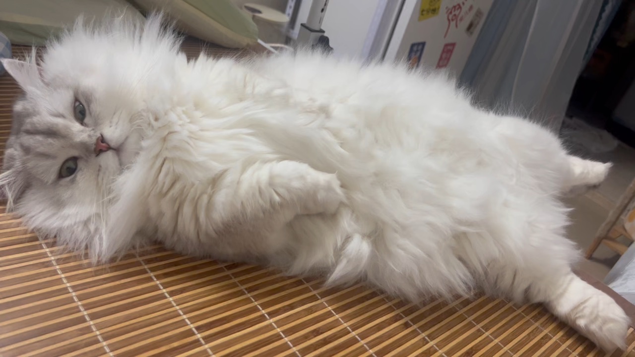 哈哈哈哈不让睡