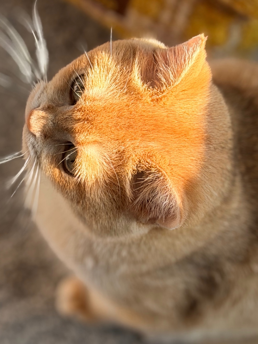 麻麻～ 有阳光在我头顶上