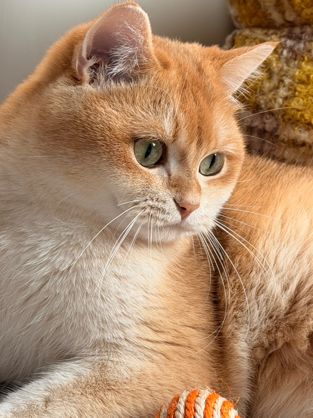 我是让人想吃一口的颜色～ 啊呜！