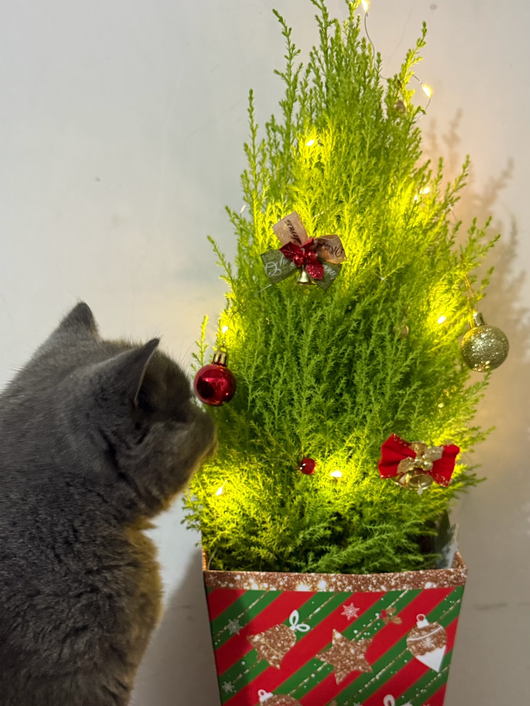 提前过圣诞的猫，是懂拆家的