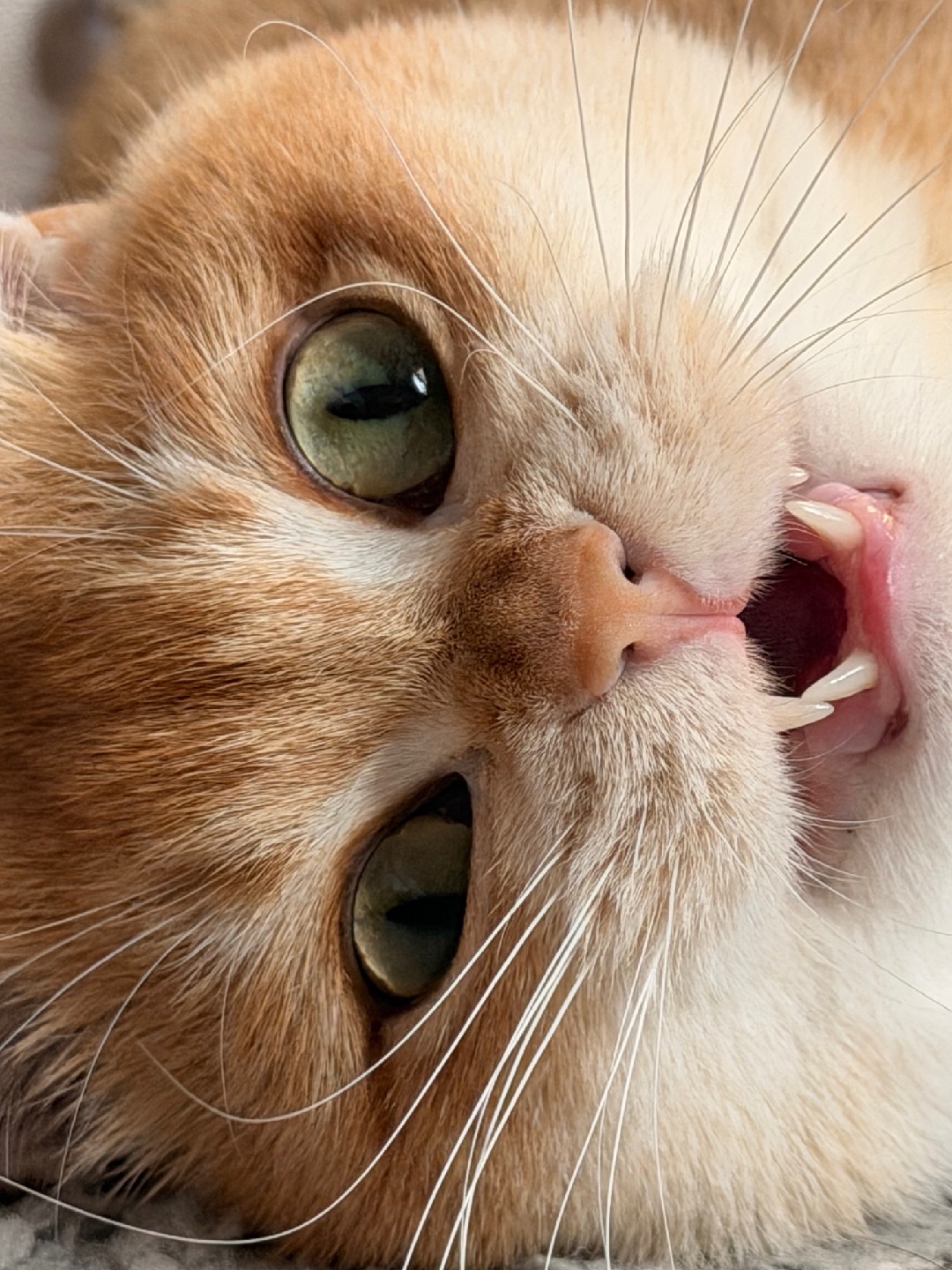 啊啊啊啊啊啊啊啊啊啊！也太可爱了吧