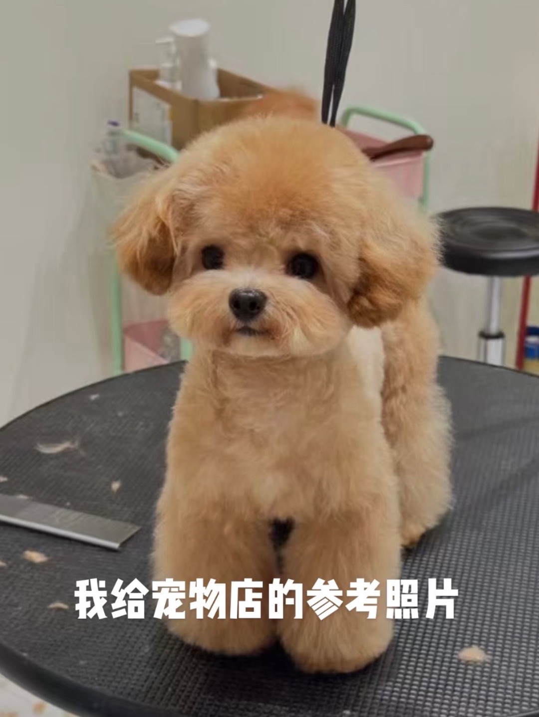 第一批宠物店受害狗出现了