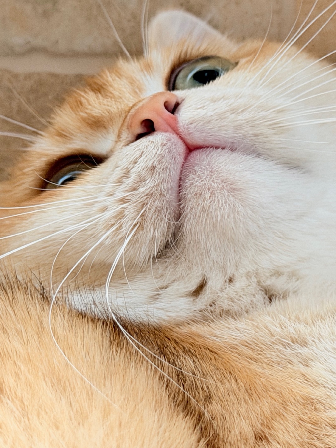 展示我的小鼻鼻👃