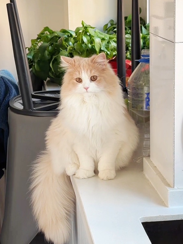 做饭也要监工的小猫咪