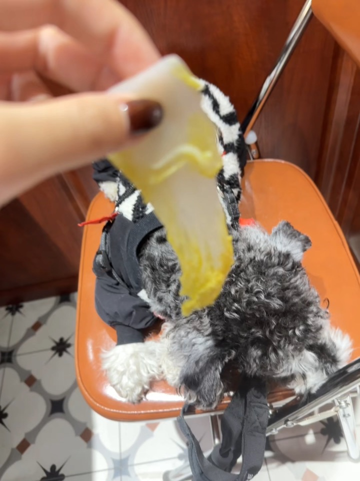 面对美食小狗的脑子是很好用的