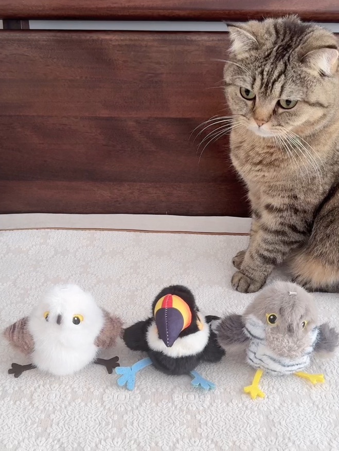 毛孩子的新玩具
