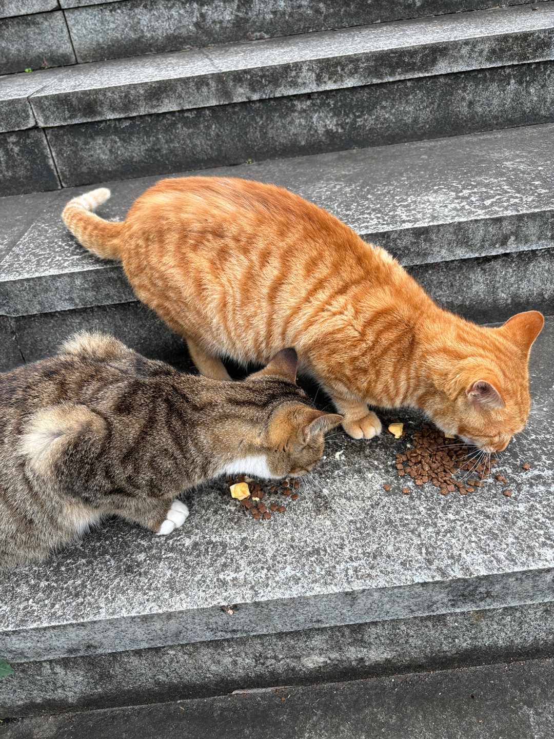偶遇流浪猫干饭局！橘猫和狸花的干饭魂觉醒啦🍚