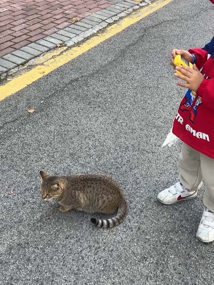 小孩哥偶遇流浪猫
