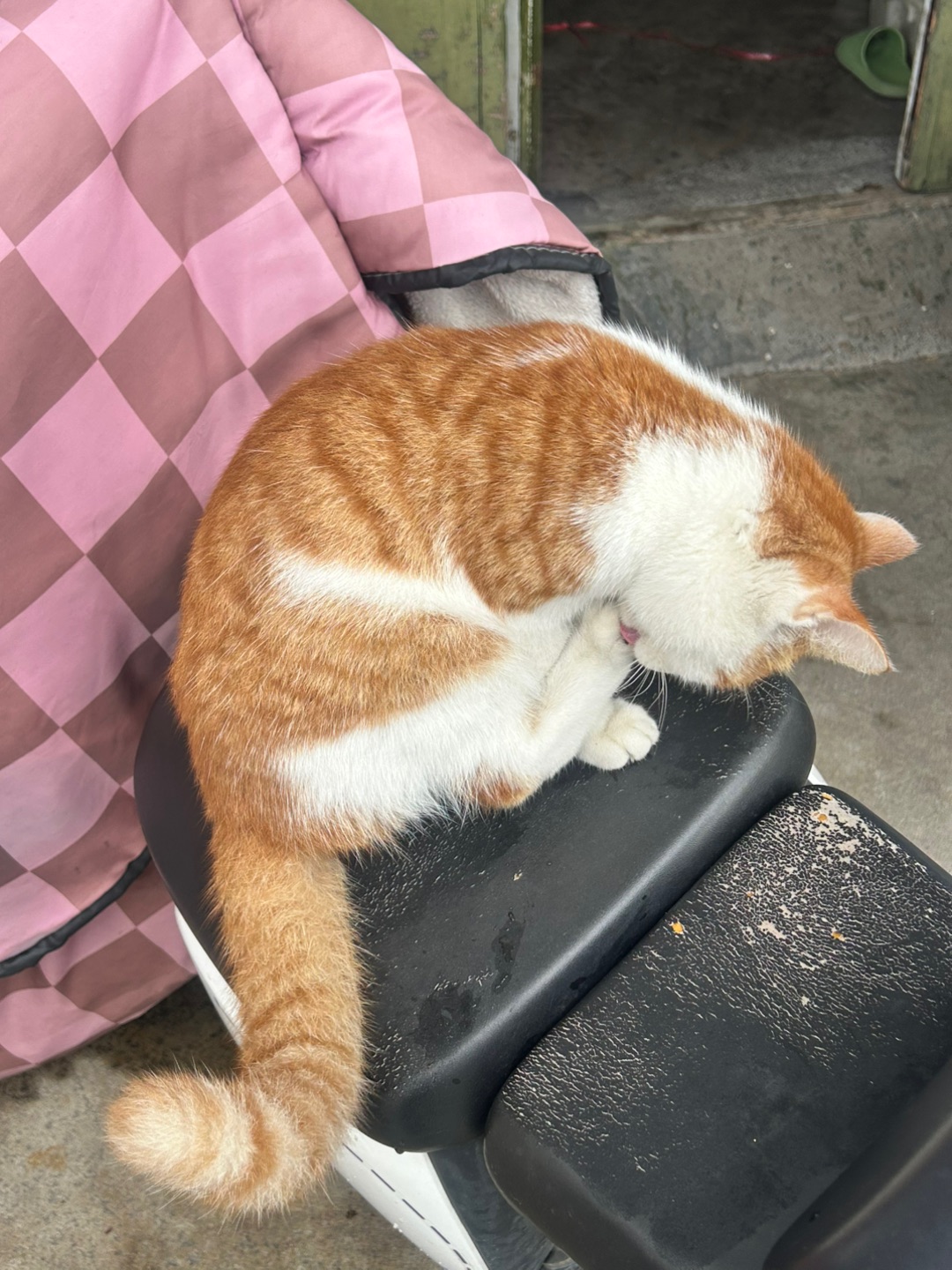 11.15 跟我去上班吗咪