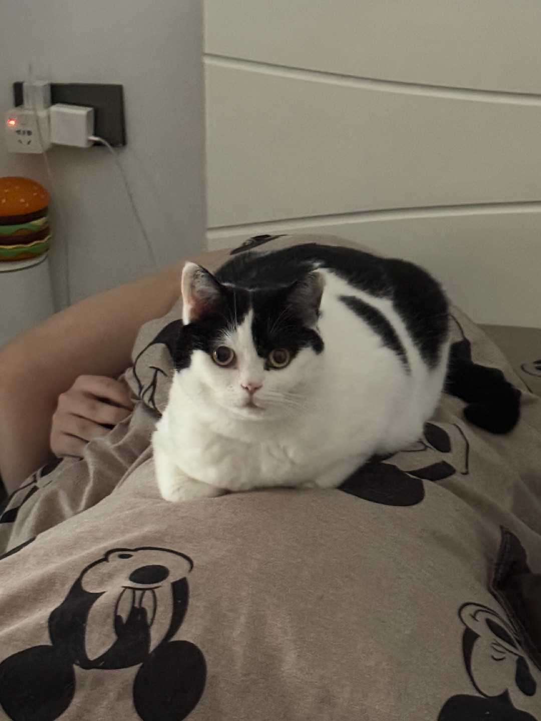 小猫咪就是这么霸道