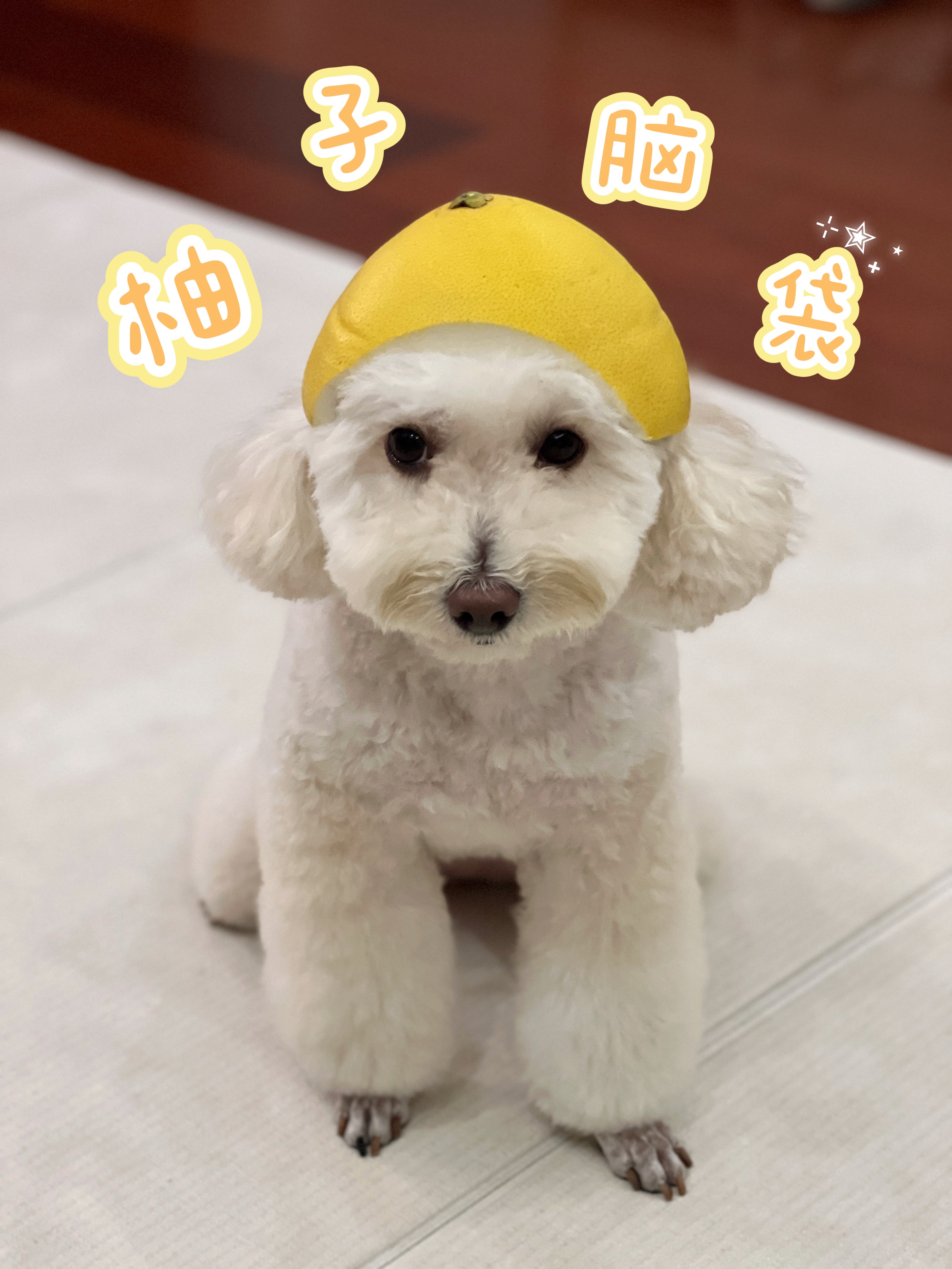 嗨，今天是柚子味儿的小斗