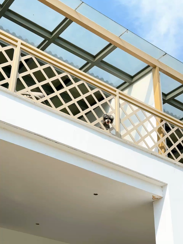 当我在楼下钓鱼把小狗留在房间