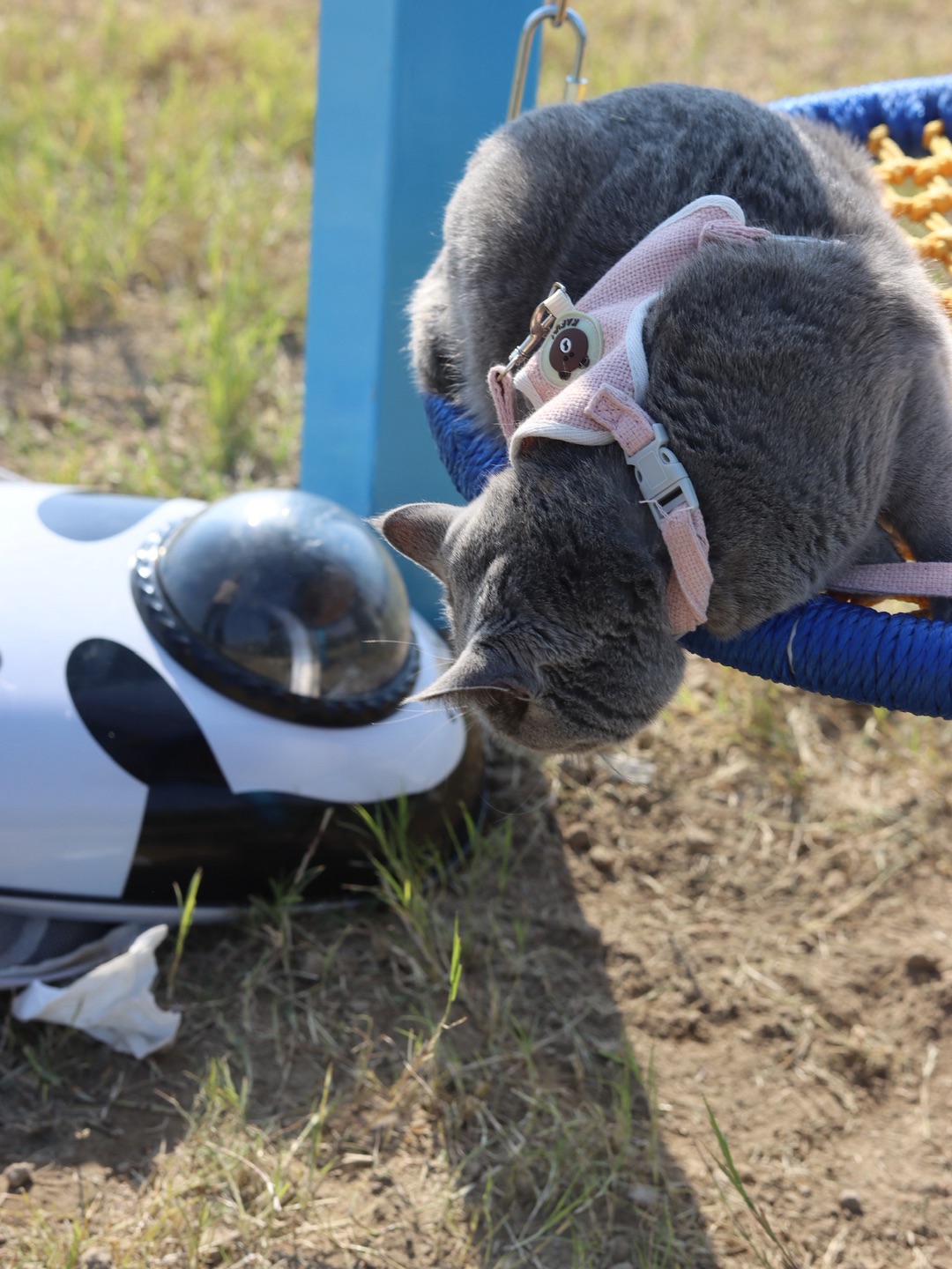 周末带喵出门遛遛