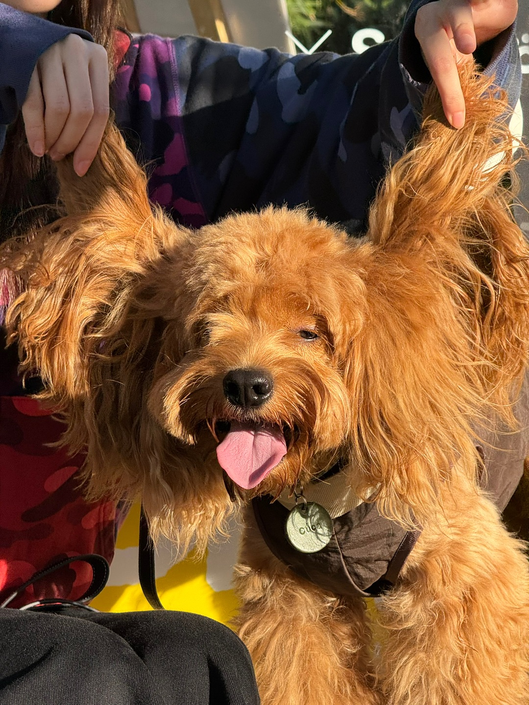 Cuca's Daily 一尺花园宠物巡游记