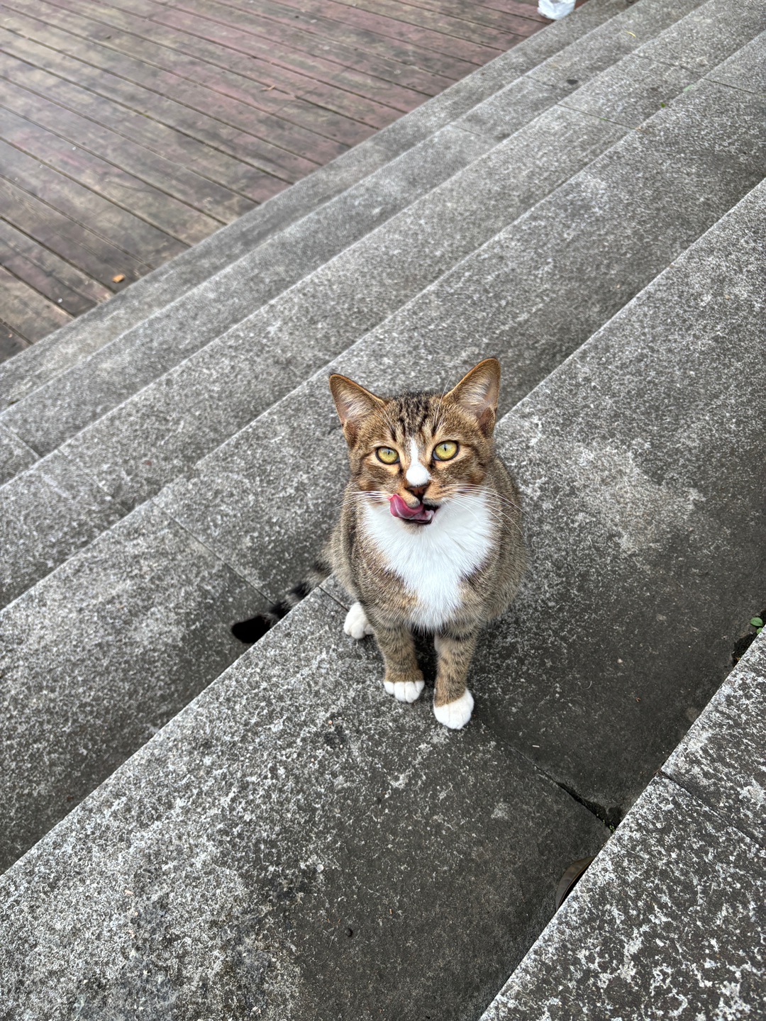 🐾偶遇“小馋猫”！楼梯间突然被喵星人 stare 住
