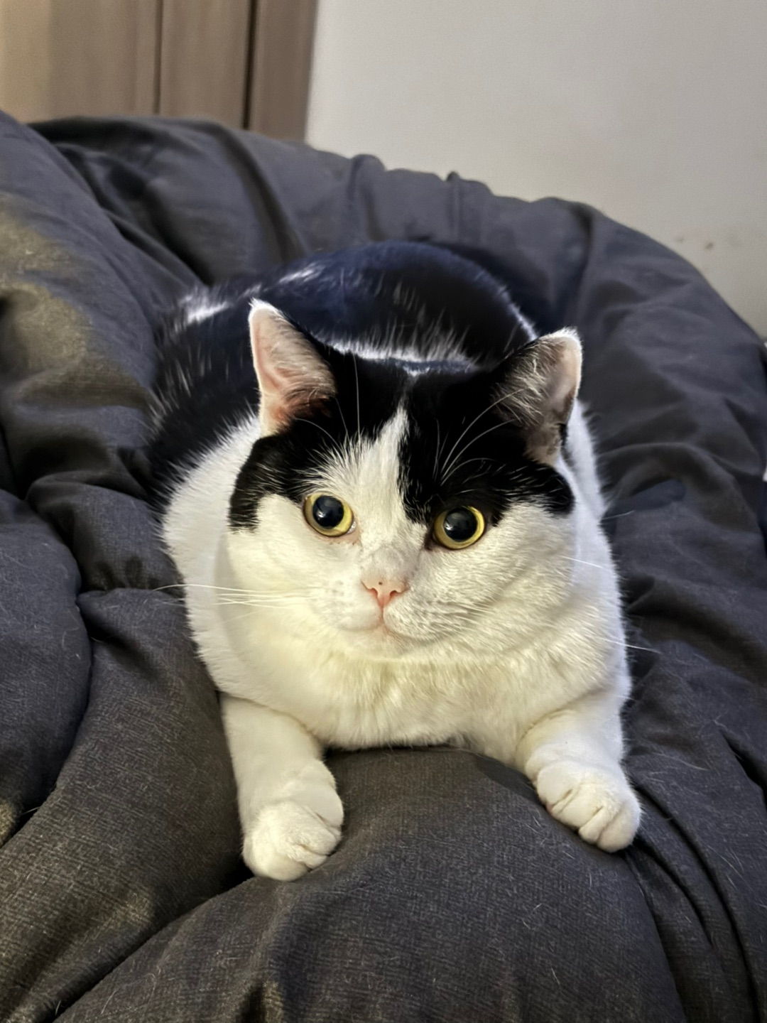 今天用新世界猫姿势