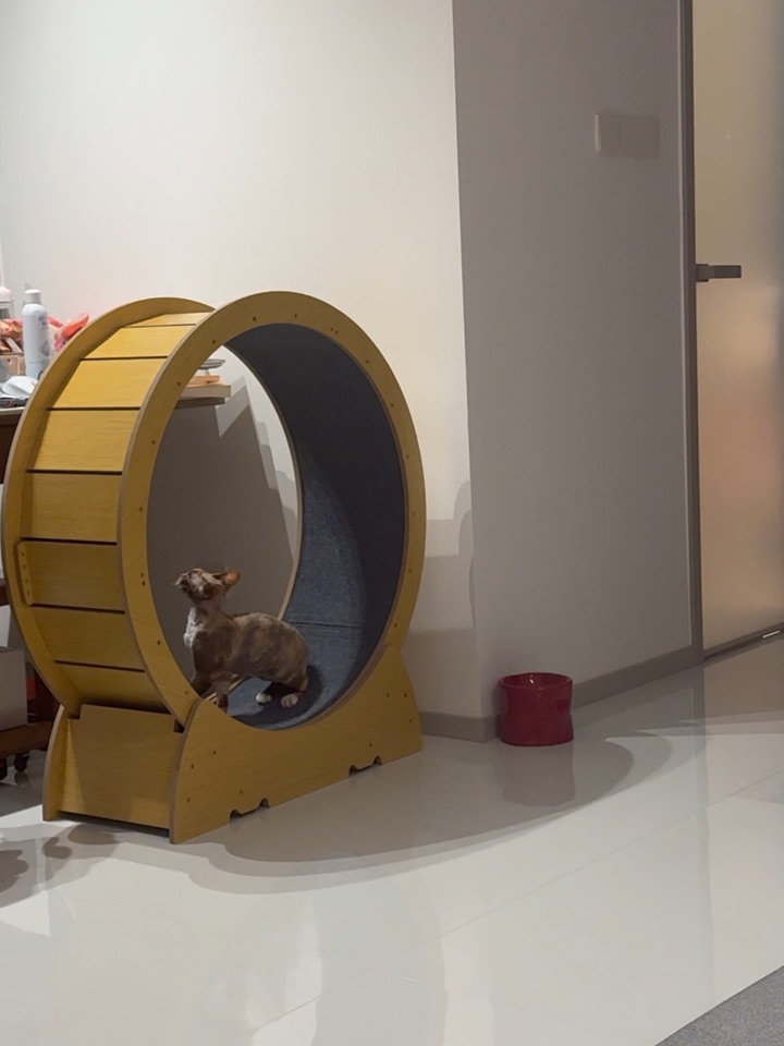 抓住一只第一次见到跑轮的咪