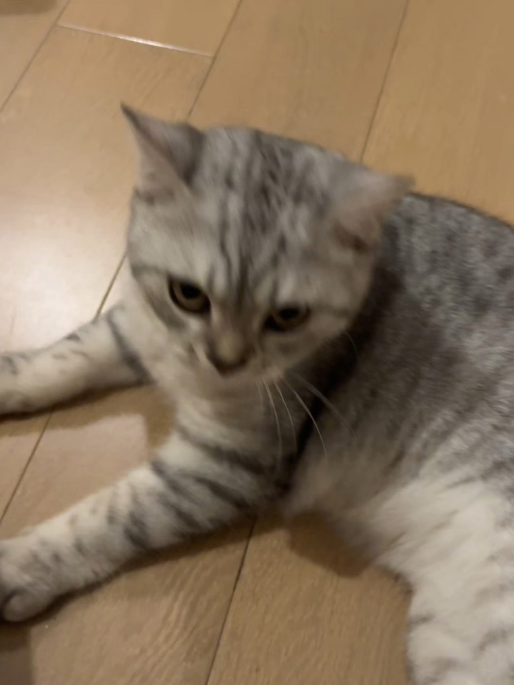 今天也是顺毛小猫