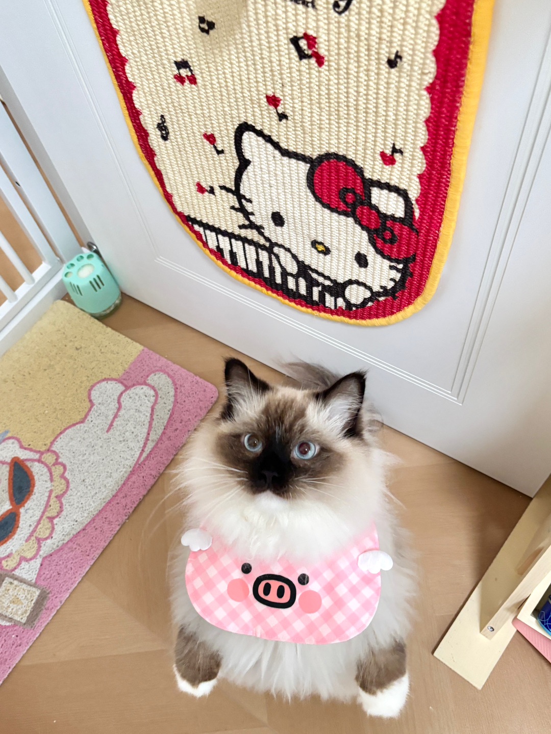 🎹Hello Kitty和小布偶的“音乐局”！