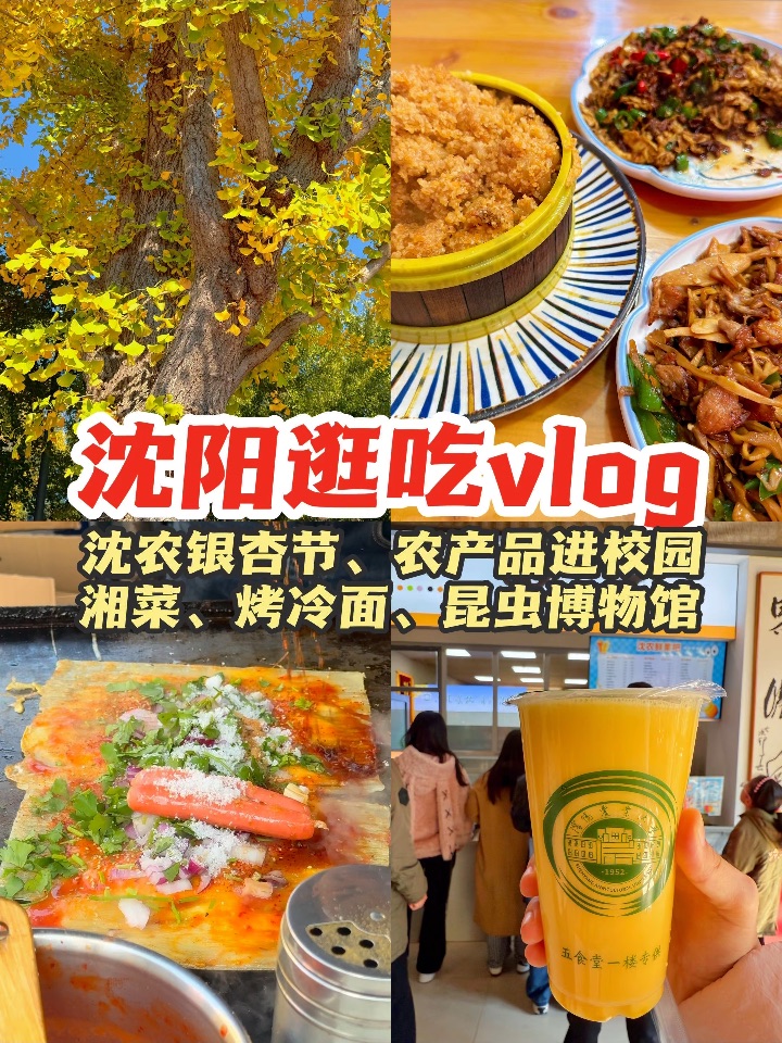 来沈阳农业大学银杏节逛吃的一天！
