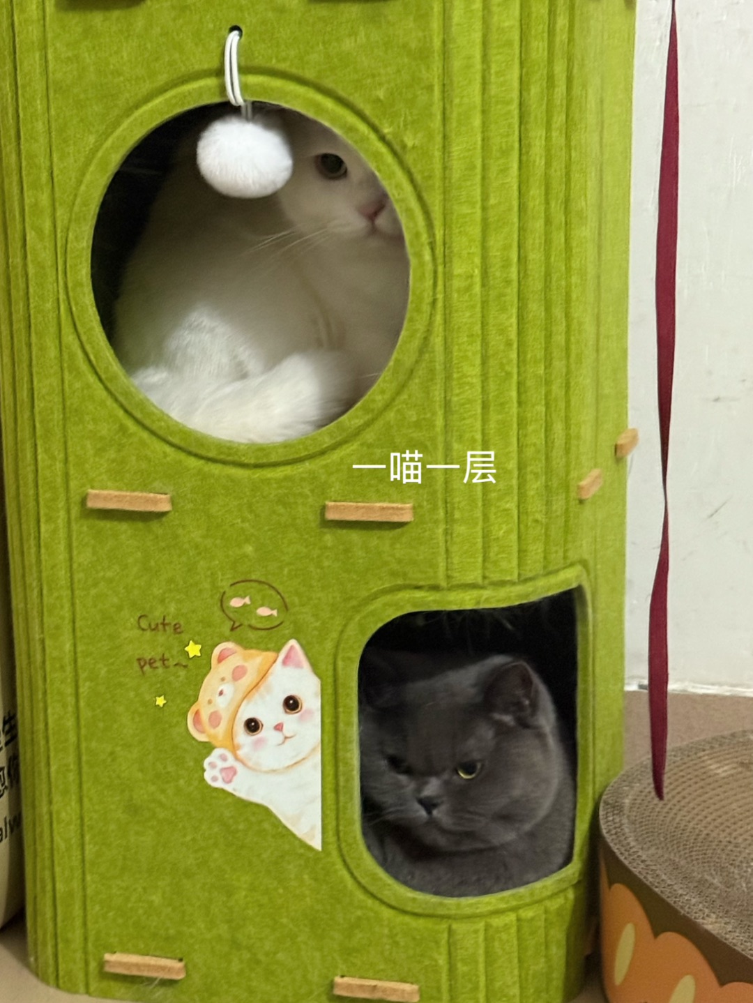 🐱一喵一层互不打扰