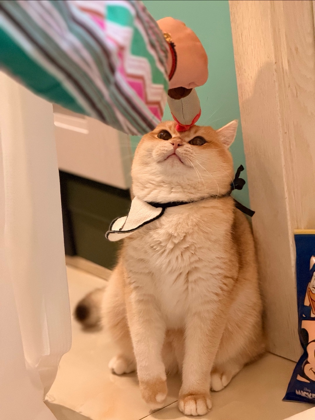 麻麻～ 你没有给我选择 ！