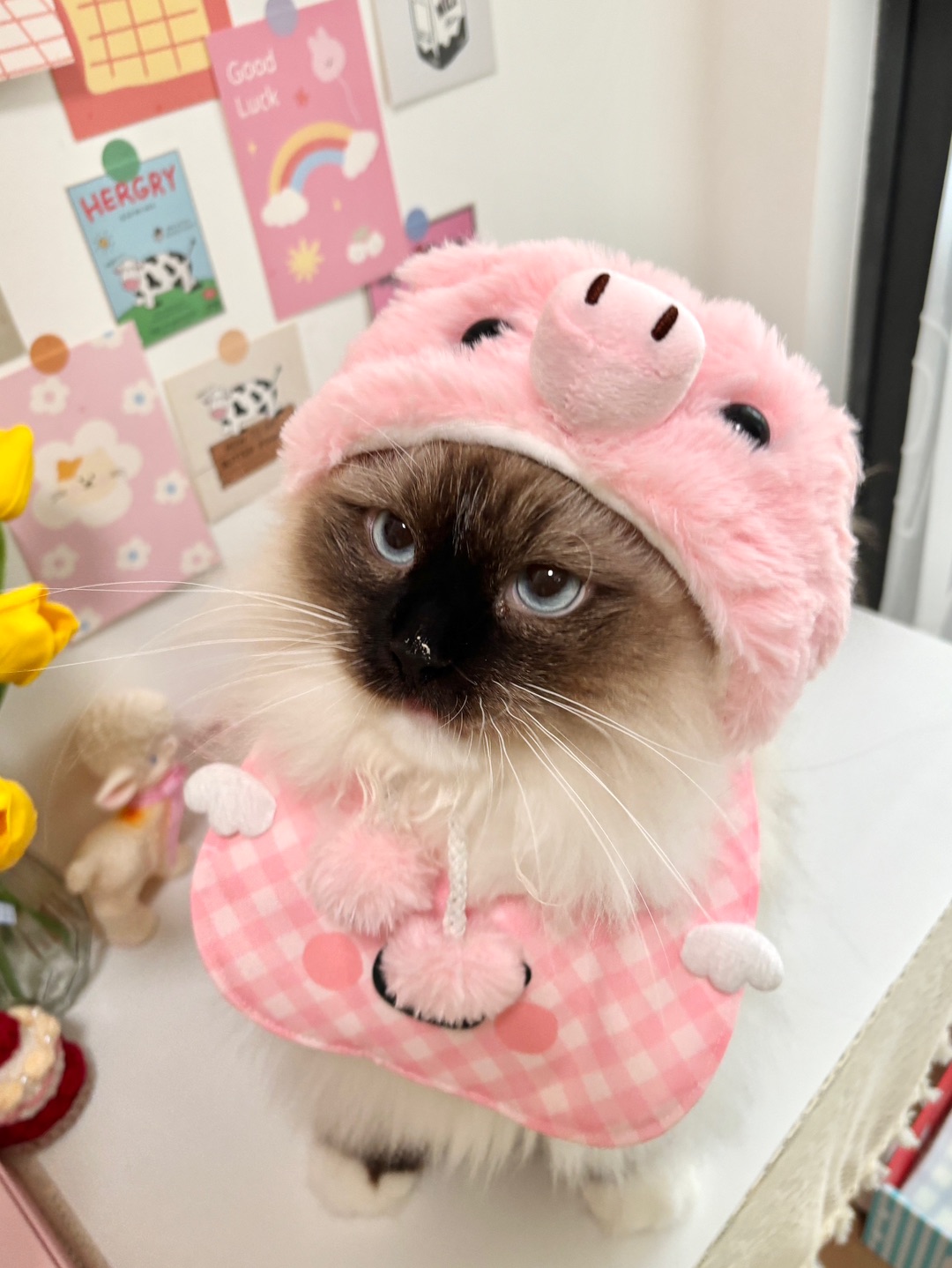 🐷被迫营业的“小猪咪”！眼神里写满了抗拒