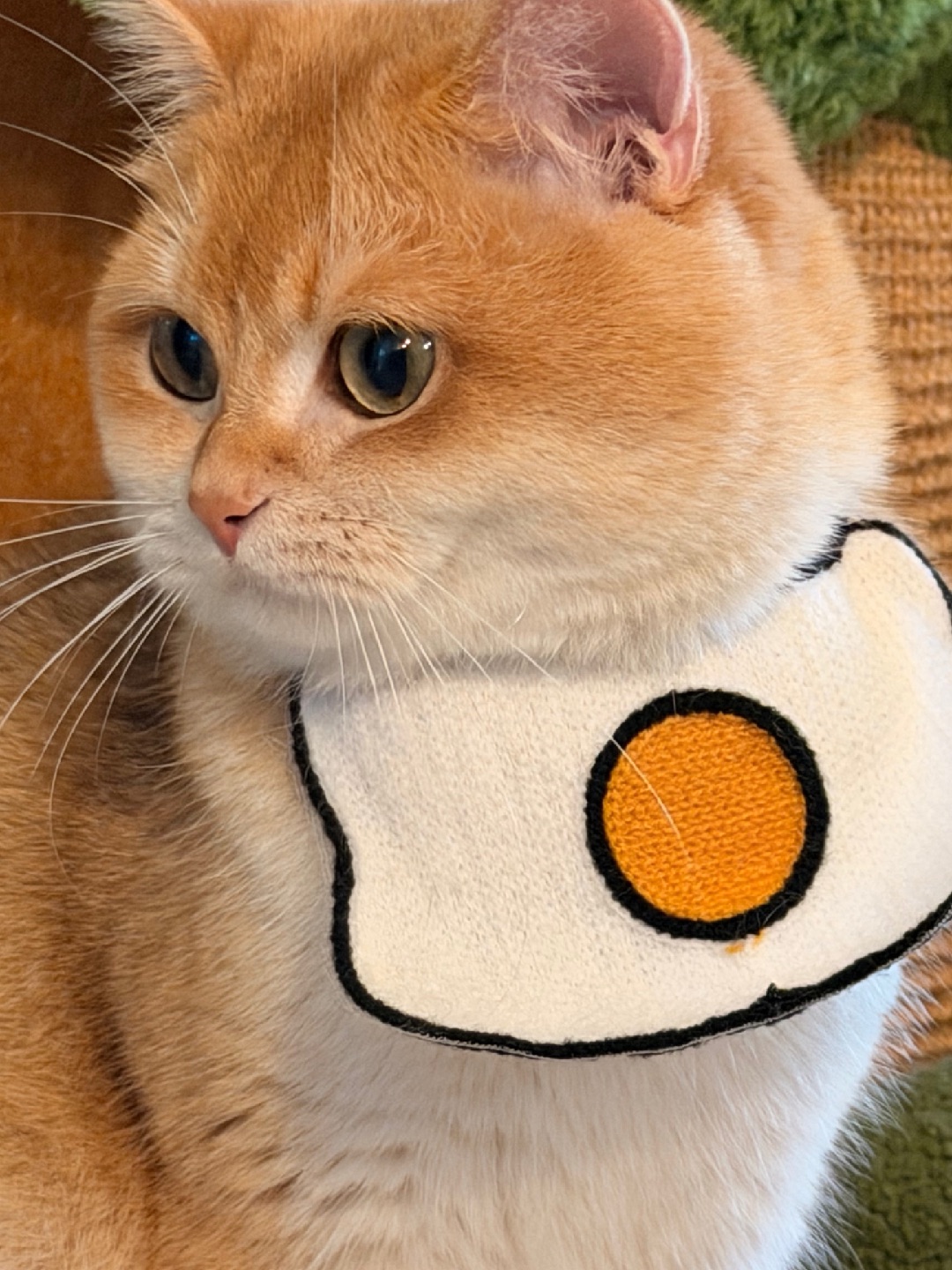 胖fufu吧，准备过冬啦❄️