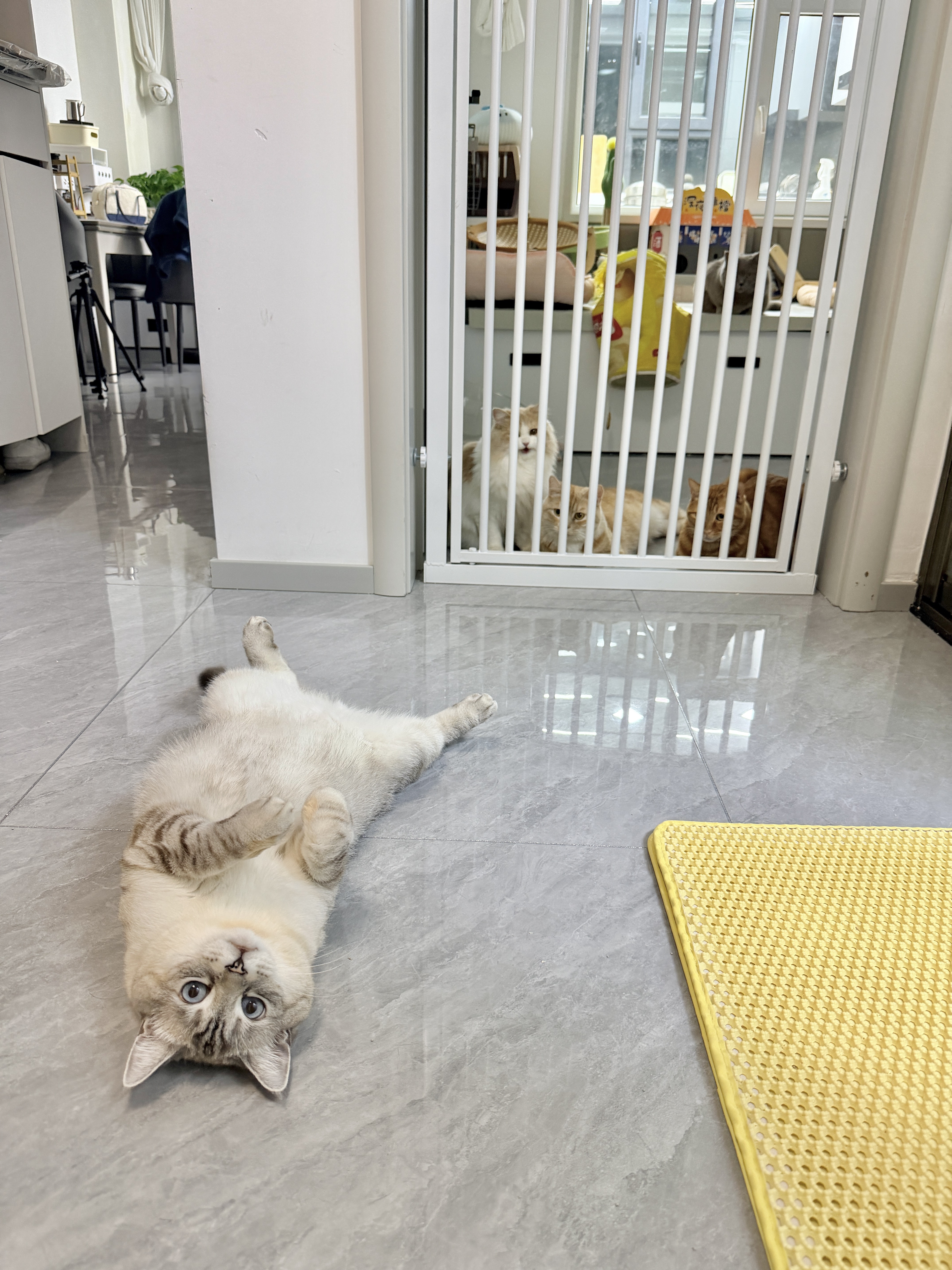 里面的小猫咪望眼欲穿