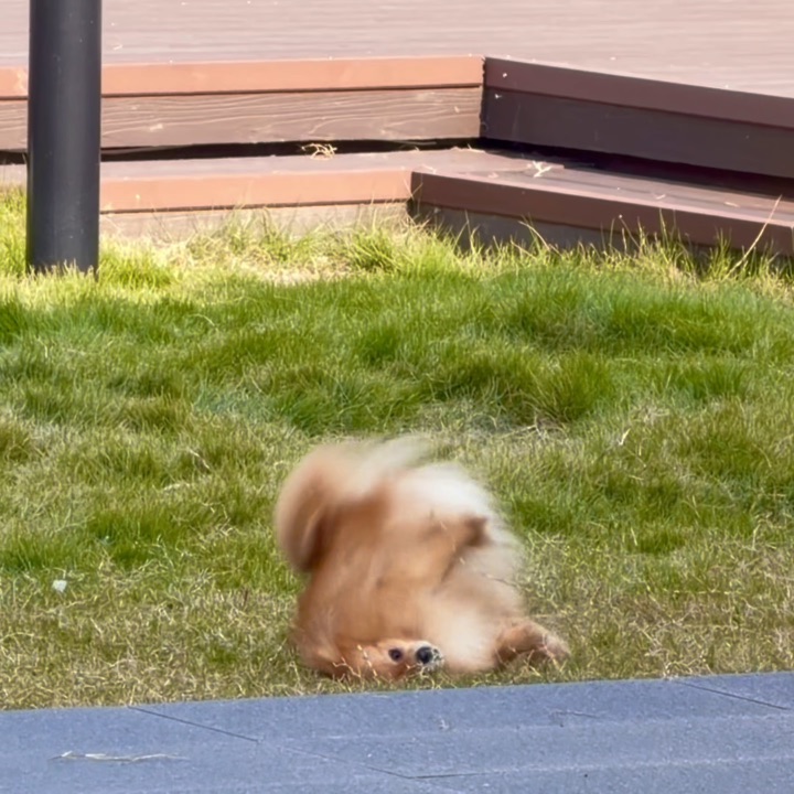 养狗第一课：学会做不扫兴的家长