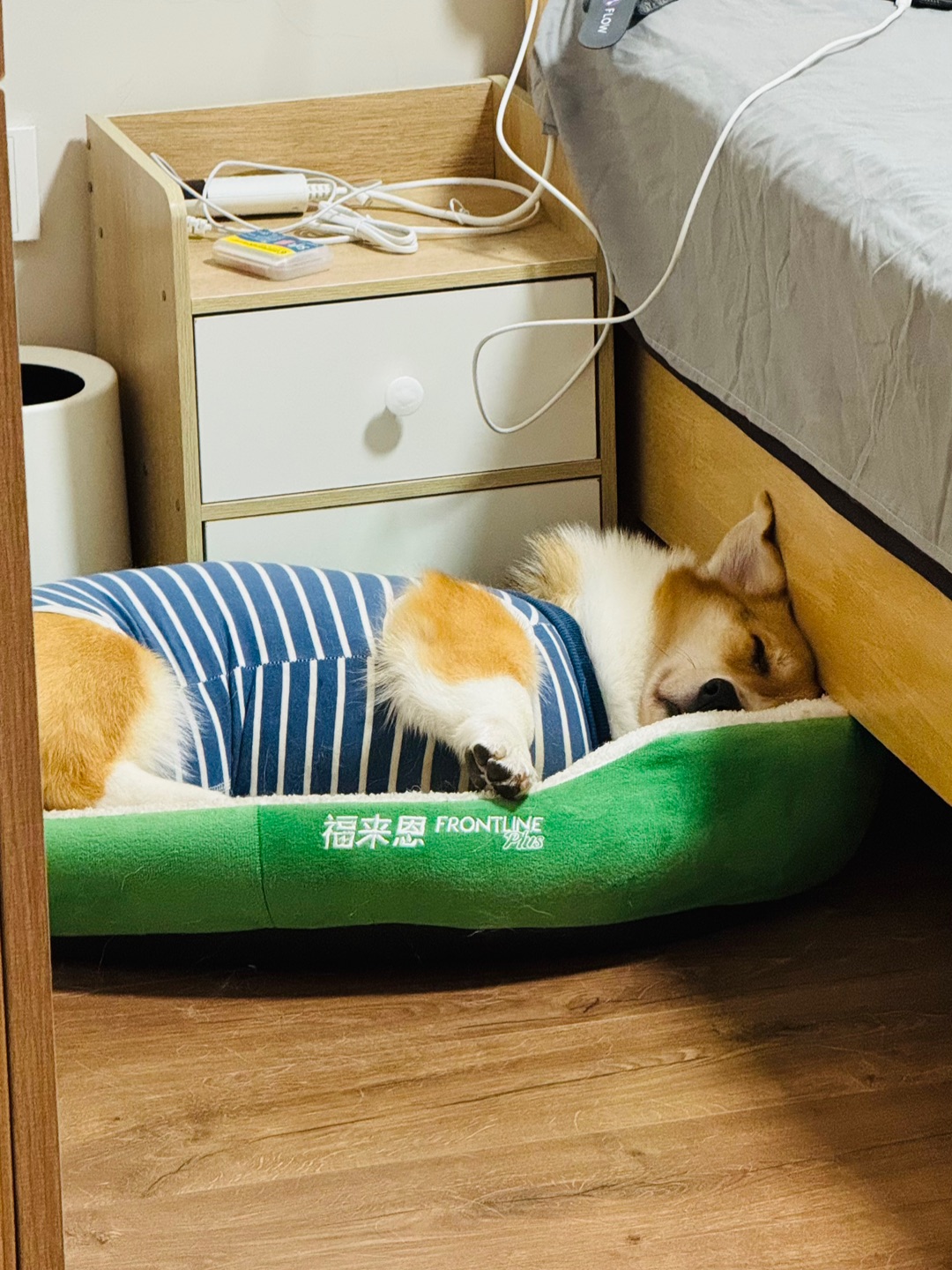 老年犬早早上床了