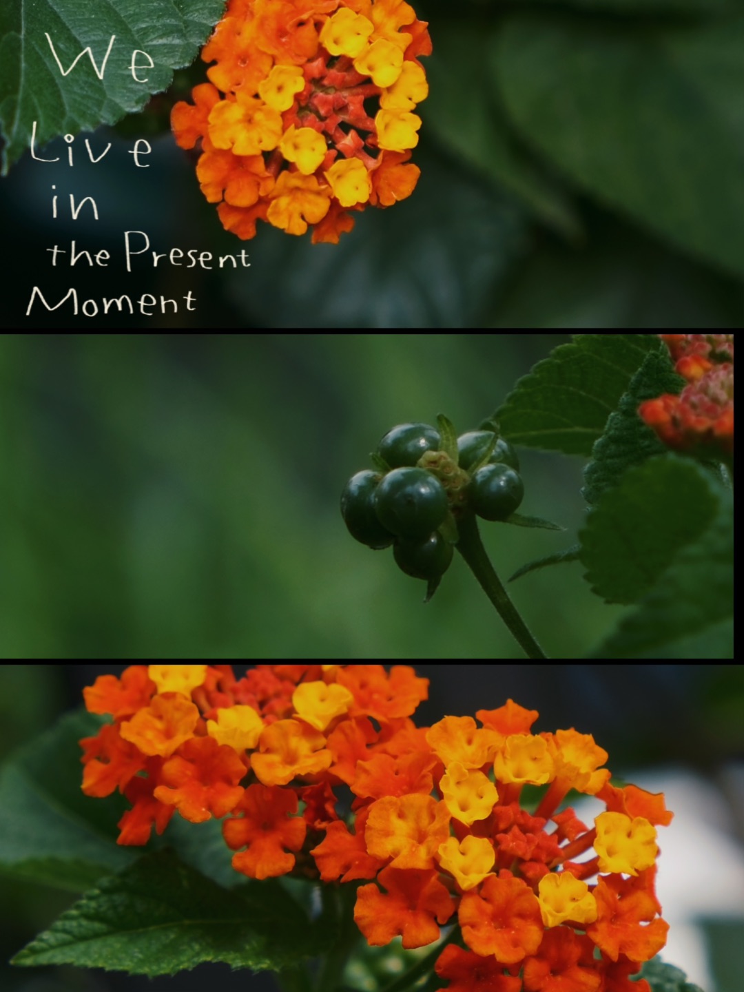 随手拍·五色梅｜所有的好，都不如刚刚好