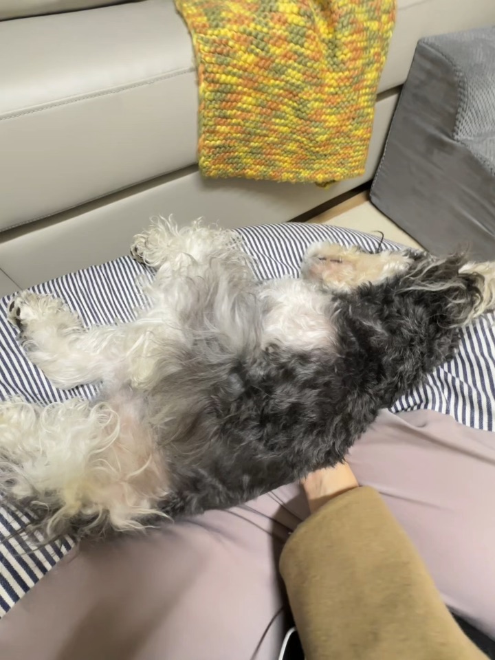 小狗演我的精神状态BELIKE